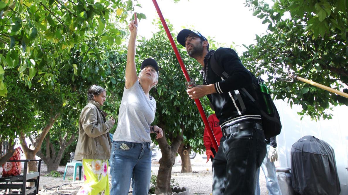 Refugee group looking for volunteers to harvest citrus
